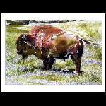 Bison.JPG