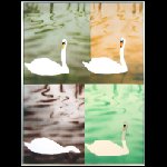 Schwan.jpg